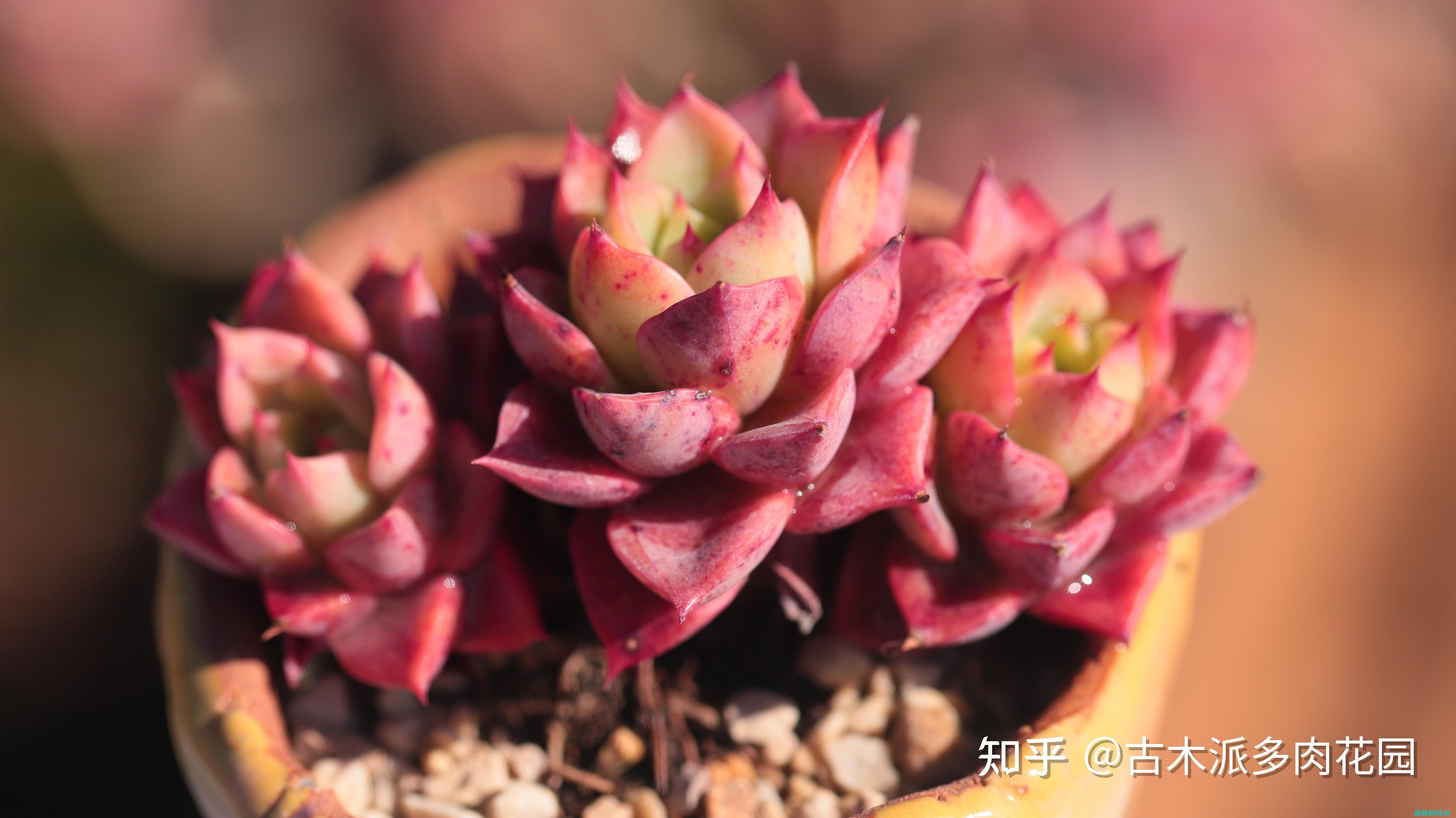 多肉植物养护：如何让多肉在家中成为焦点 (多肉植物养护方法)