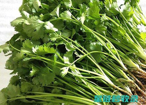 香菜怎么保存时间长还新鲜